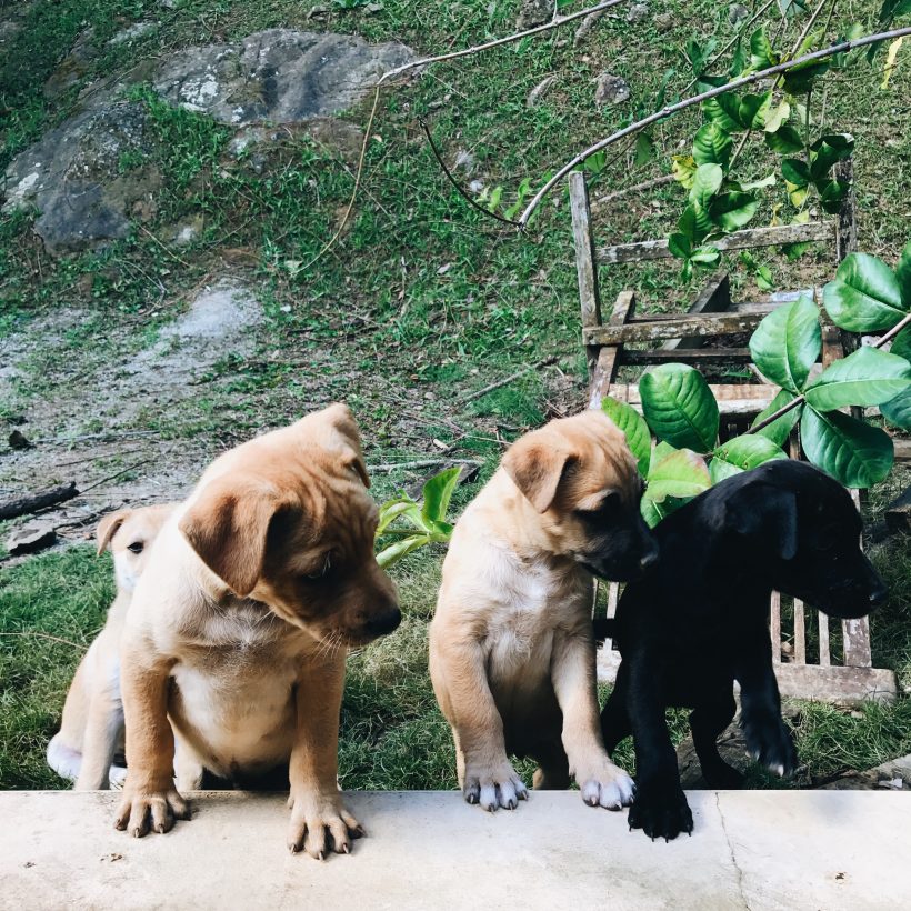Puerto Rico Puppies