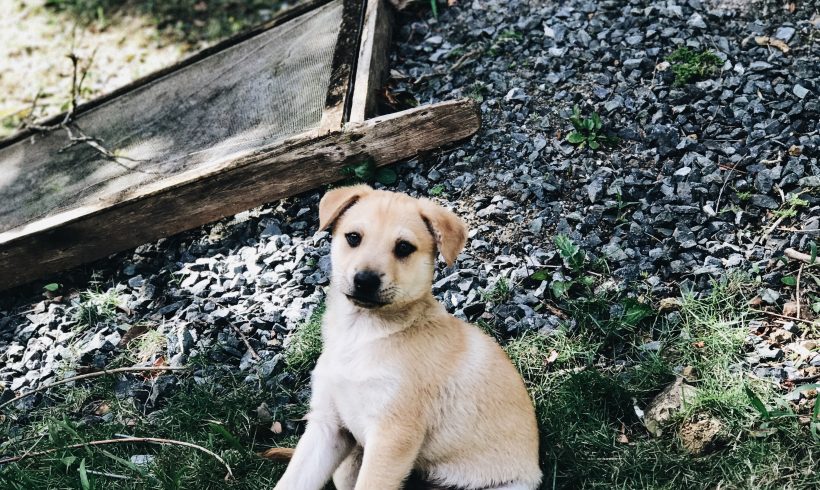 Puerto Rico Puppies