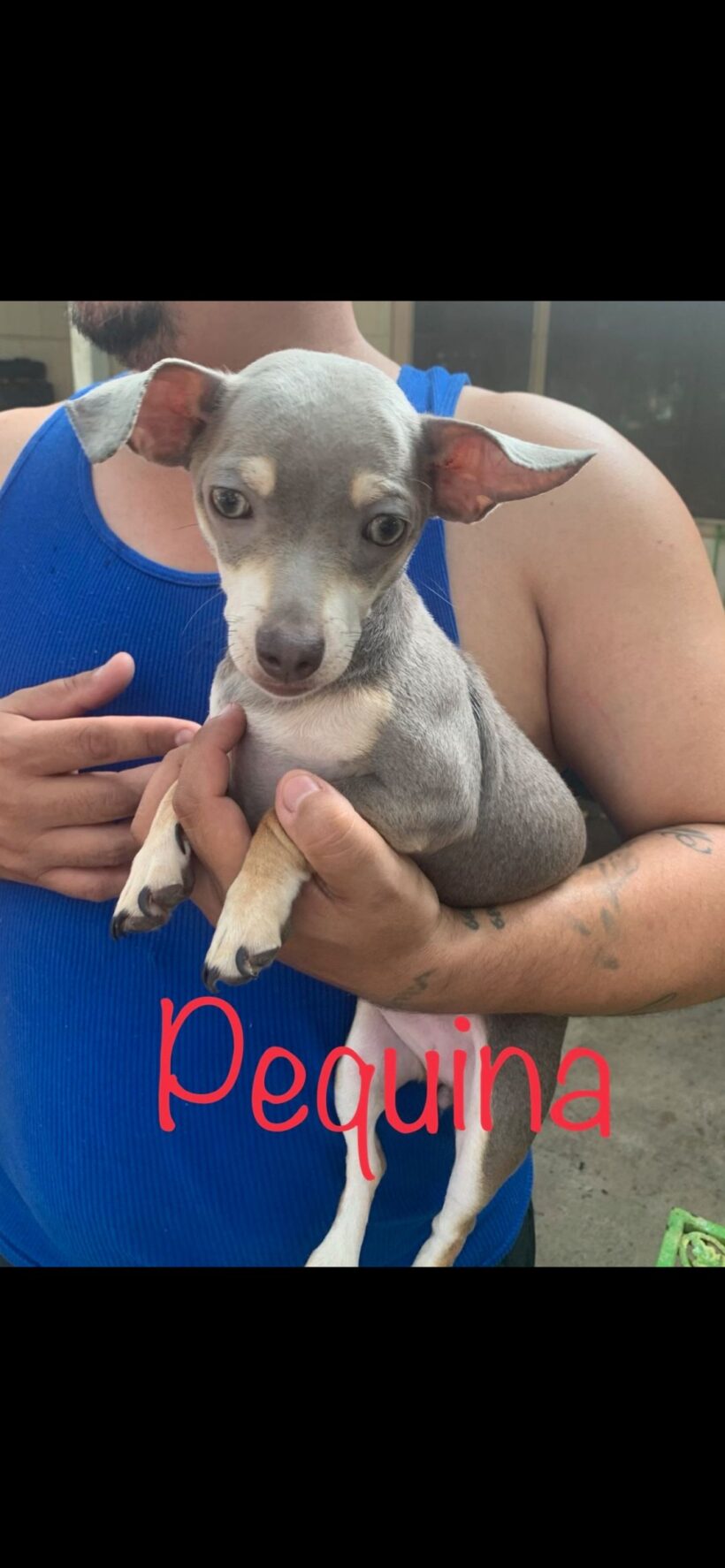 Pequina adopted!!