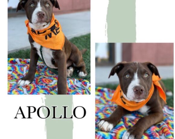 Apollo adopted!!