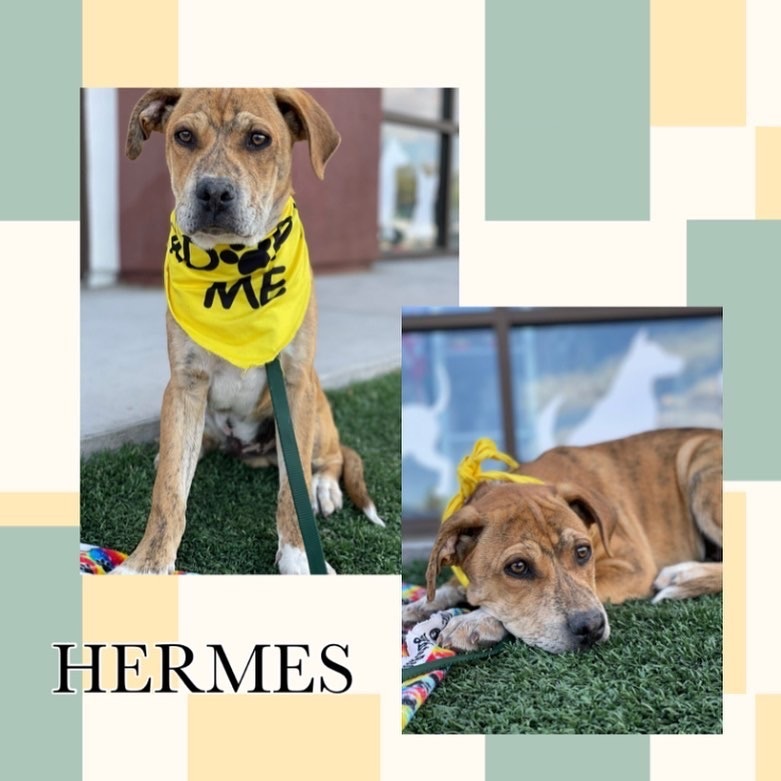 Hermes adopted!!