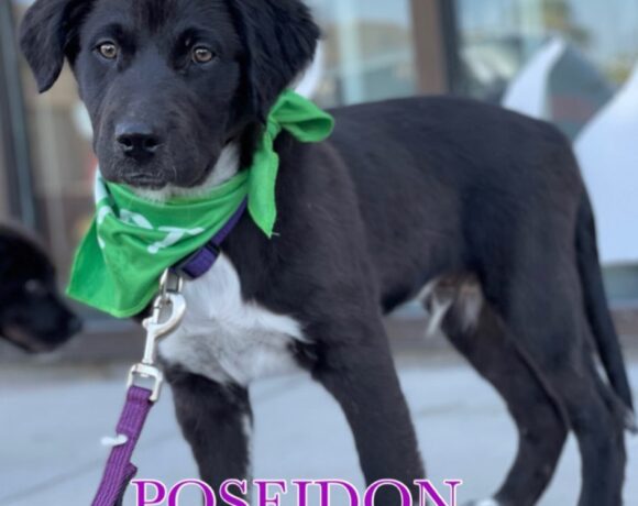 Poseidon adopted!!