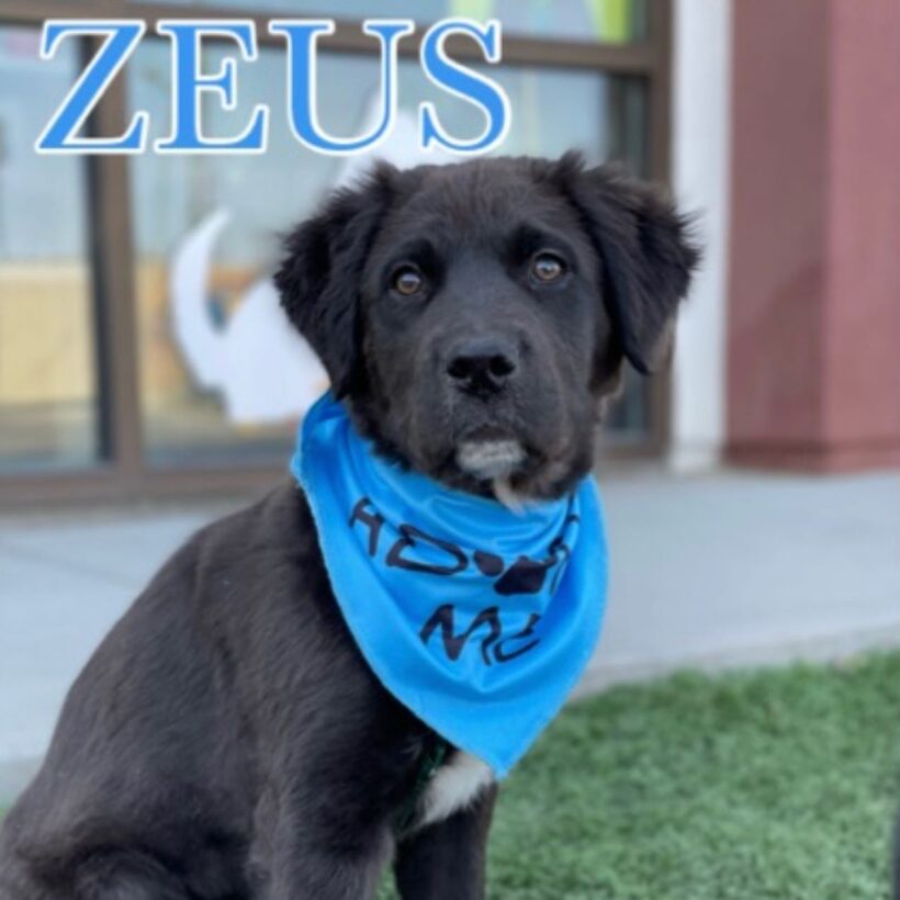 Zeus adopted!!